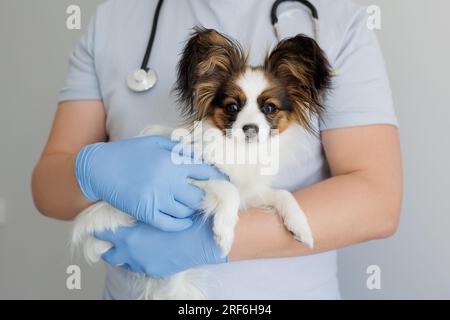 Gros plan des mains vétérinaires dans des gants bleus tenant le petit chien papillon Banque D'Images