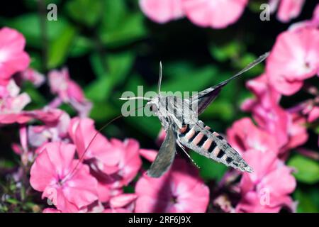 Convolvulus hawkmoth (Herse convolvuli) Autriche (Sphinx convolvuli), gloire matinale Sphinx Moth Banque D'Images