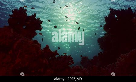 Silhouettes de poissons tropicaux nagent à côté du récif de corail sur l'eau de surface et le coucher du soleil, le rétroéclairage (Contre-jour). Vie sur le récif de corail duri Banque D'Images