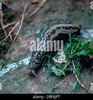 Escargot tigre, gros escargot, gros escargot d'oeuf (Limax maximus) Banque D'Images