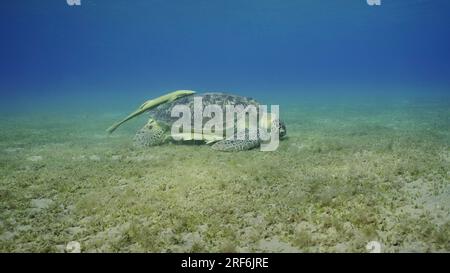 Photo grand angle de tortue de mer paître sur les fonds marins, ralenti. Grande Tortue verte (Chelonia mydas) manger des algues vertes sur la prairie d'herbes marines, Re Banque D'Images