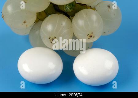 Mistletoe berries (Viscum album) and mistletoe tablets Stock Photo