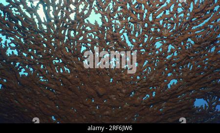 Texture et détails du corail de table, ralenti, vue de dessous. Hard Table Coral Acropora au fond de l'heure du matin, sur fond bleu, rouge Banque D'Images