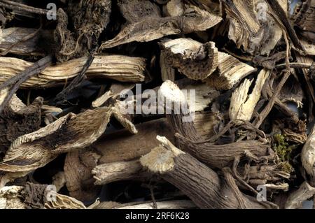 Racine de kava kava, poivre narcotique (Piper methysticum) Banque D'Images