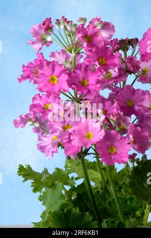 Bougie de fée (Primula malacoides) Banque D'Images