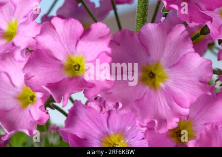 Bougie de fée (Primula malacoides) Banque D'Images