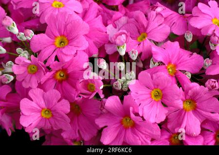 Prima Carmine Rose (Primula malacoides) Banque D'Images