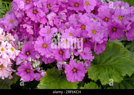 Bougie de fée 'Prima Lilac' (Primula malacoides) Banque D'Images