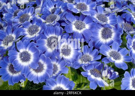 Senetti (péricallis) Banque D'Images