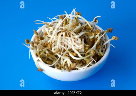 Fenugrec (Trigonella foenum-graecum), pousses fraîches, en coquille, plantules Banque D'Images