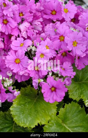 Bougie de fée 'Prima Lilac' (Primula malacoides) Banque D'Images