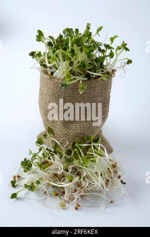 Radis daikon, pousses (Raphanus sativus), semis Banque D'Images