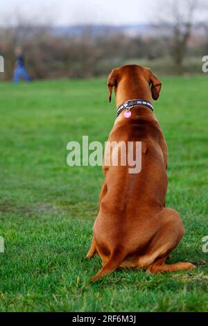 Rhodésie Ridgeback également connu sous le nom de chien de lion africain Banque D'Images