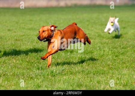 Rhodesian Ridgeback et Parson Jack Russell Terrier, Parson Russell Terrier Banque D'Images