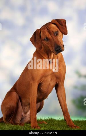 Rhodésie Ridgeback également connu sous le nom de chien de lion africain Banque D'Images