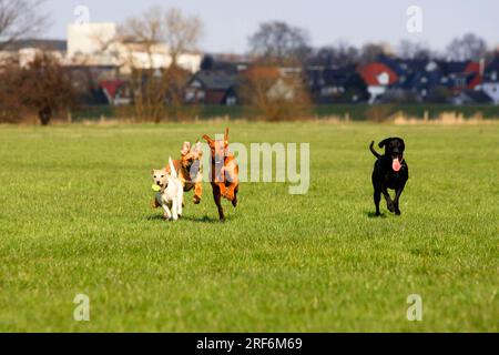 Rhodesian Ridgeback, Parson Jack Russell Terrier et Mongrel Dogs, Parson Russell Terrier Banque D'Images