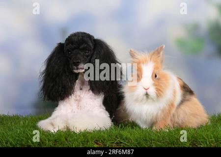 Caniche nain, arlequin et Lion's Mane Dwarf Rabbit, Lion's Mane Dwarf Rabbit, Lion's Head Rabbit, House Rabbit, Dwarf Rabbit, Caniche Banque D'Images