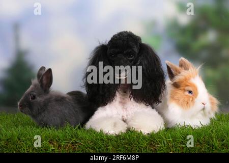 Caniche nain, arlequin, avec lapin nain à crinière de lion et lapin nain, lapin nain à crinière de lion, lapin à tête de lion, lapin domestique, caniche Banque D'Images