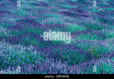 Champ de lavande (Lavendula angustifolia), vraie lavande Banque D'Images
