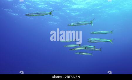 Groupe de Barracuda à queue jaune (Sphyraena flavicauda) nage dans la mer bleue de profondeur, mer rouge, Safaga, Egypte Banque D'Images