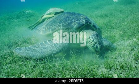 Gros plan, Grande Tortue verte (Chelonia mydas) manger de l'herbe de mer à feuilles rondes ou du nain (Syringodium isoetifolium) sur la prairie d'herbes marines, deux Re Banque D'Images