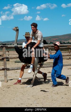 Homme à cheval sur l'autruche (Struthio camelus), ranch safari, Oudtshoorn, Afrique du Sud Banque D'Images