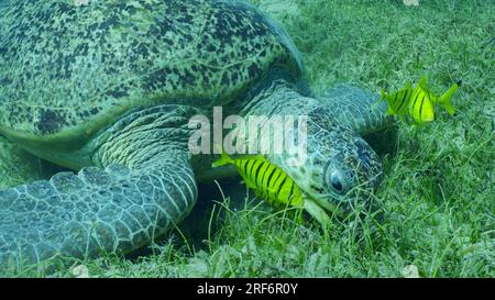 Grande Tortue verte (Chelonia mydas) avec groupe de poissons rouges (Gnathanodon) spéciosus mangeant des algues vertes, Mer Rouge, Safaga, Egypte Banque D'Images