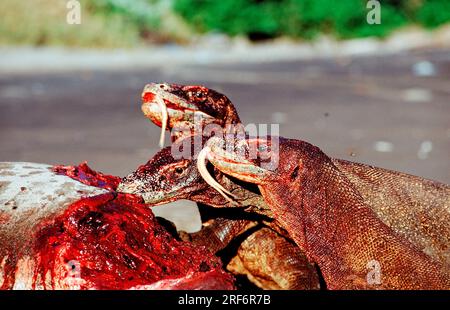 Dragons de Komodo (Varanus komodoensis) à la carcasse de dauphin, parc national de Komodo, île de Komodo, Indonésie Banque D'Images