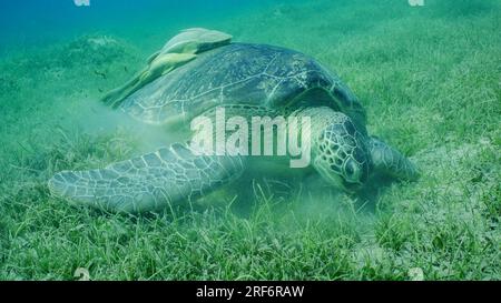 24 juin 2023, Mer Rouge, Egypte : gros plan, Grande Tortue verte (Chelonia mydas) mangeant de l'herbe de mer à feuilles rondes ou de l'herbe de nouilles (Syringodium isoetifolium) sur des prairies d'herbiers marins, deux poissons Remora sur sa coquille, Mer Rouge, Safaga, Egypte (image de crédit : © Andrey Nekrasov/ZUMA Press Wire) USAGE ÉDITORIAL SEULEMENT! Non destiné à UN USAGE commercial ! Banque D'Images