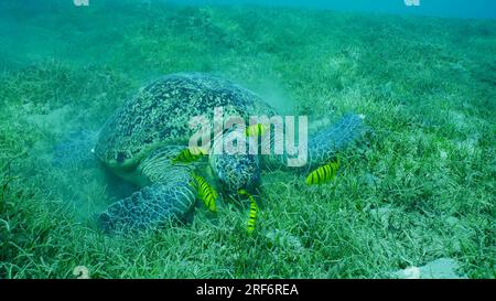 24 juin 2023, Mer Rouge, Egypte : Grande Tortue verte (Chelonia mydas) avec un groupe de poissons Trevally dorés (Gnathanodon) speciosus mangeant des herbiers verts, Mer Rouge, Safaga, Egypte (image de crédit : © Andrey Nekrasov/ZUMA Press Wire) USAGE ÉDITORIAL SEULEMENT! Non destiné à UN USAGE commercial ! Banque D'Images