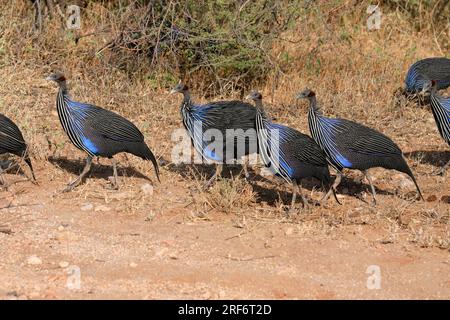 Guinéafowls vulturins (Acryllium vulturinum), pintades vautours, pintades vautours, Kenya Banque D'Images