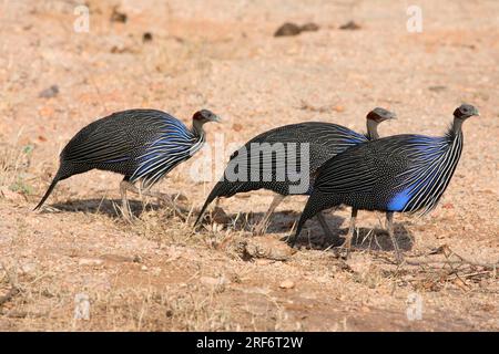 Guinéafowls vulturins (Acryllium vulturinum), pintades vautours, pintades vautours, Kenya Banque D'Images