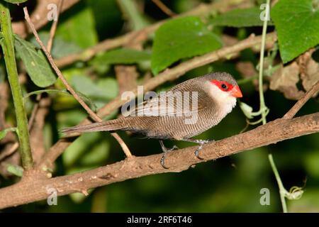 Bec de cire commun (Estrilda astrild), Kenya Banque D'Images
