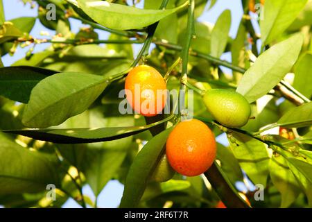 Limequat (Fortunella margarita) Banque D'Images