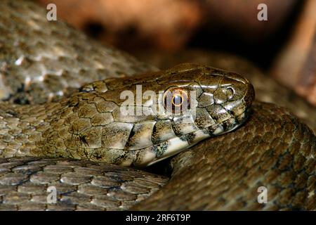 Viperine Snake (Natrix maura) Banque D'Images