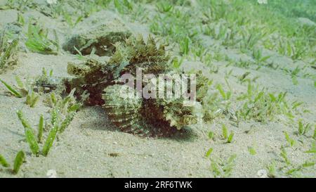 Gros plan portrait de Scorpionfish barbelé (Scorpaenopsis barbata) court sur des nageoires sur fond sablonneux recouvert d'algues vertes ruban lisse (Cymodo Banque D'Images