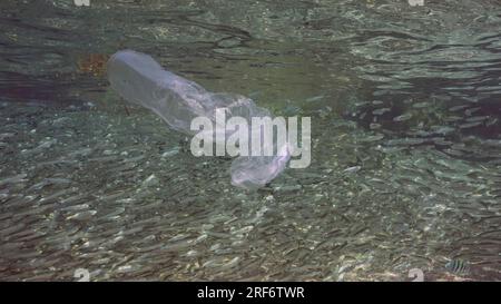 Sac en plastique dérive sous la surface reflétée en elle le jour ensoleillé, un grand banc de petits poissons nage sur le fond, pollution plastique de l'océan, Rouge se Banque D'Images
