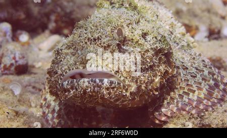 Gros plan portrait de Scorpionfish barbelé (Scorpaenopsis barbata) se trouve près de la pierre sur le fond marin dans la lumière du soleil, Mer Rouge, Egypte Banque D'Images