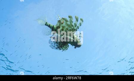 Vue de dessous du poisson-lion commun ou du poisson-lion rouge (Pterois volitans) nageant sous la surface de l'eau et chassant le poisson Hardyhead Silverside (Atherinomo Banque D'Images