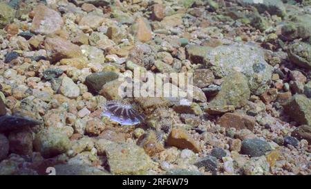 Seamoth commun, petit Dragonfish ou petit Dragonfish (Eurypegasus draconis) marchant sur fond rocheux sablonneux le jour ensoleillé dans les rayons du soleil, vue de dessus, Mer Rouge Banque D'Images