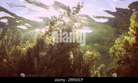 Mer Rouge, Égypte. 3 juillet 2023. Bosquets algues Brun Sargassum couvert de récif corallien et reflété à la surface de l'eau dans une journée ensoleillée sur les rayons du soleil, contre-jour (contre-jour) Mer Rouge, Egypte (crédit image : © Andrey Nekrasov/ZUMA Press Wire) USAGE ÉDITORIAL SEULEMENT! Non destiné à UN USAGE commercial ! Banque D'Images