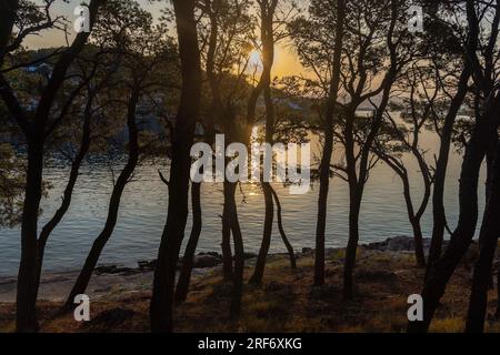 Le coucher de soleil sur la mer Adriatique est vu à travers les pins Banque D'Images