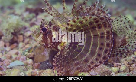 Mer Rouge, Égypte. 3 juillet 2023. Poisson zèbre nageant sur fond sablonneux et rocheux en plein soleil. Zebra Lionfish, Red Sea Nwarf Lionfish ou Zebra Turkey fish (Dendrochirus Zebra, Dendrochirus hemprichi) Red Sea, Egypte (crédit image : © Andrey Nekrasov/ZUMA Press Wire) USAGE ÉDITORIAL SEULEMENT! Non destiné à UN USAGE commercial ! Banque D'Images