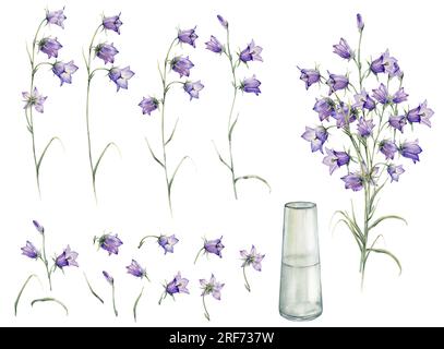 Ensemble de bellflower bleu, bouquet de fleurs, verre vasa. Petite cloche, bluebell. Illustration de peinture à la main aquarelle clipart sur fond blanc isolé Banque D'Images