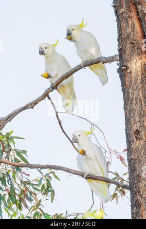 Trois Cockatoos à crête de soufre dans un gumtree mangeant des fruits à Campbells Creek dans le centre de Victoria, Australie Banque D'Images