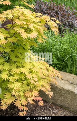 Schirasawa-Ahorn (Acer shirasawanum 'Autumn Moon') Banque D'Images