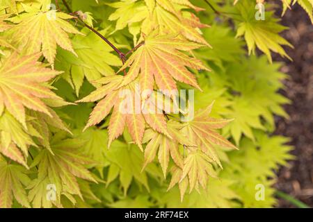 Schirasawa-Ahorn (Acer shirasawanum 'Autumn Moon') Banque D'Images