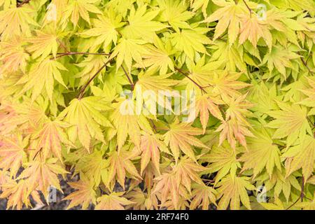 Schirasawa-Ahorn (Acer shirasawanum 'Autumn Moon') Banque D'Images