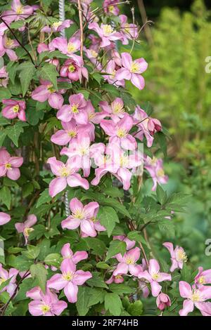 Waldrebe (Clématite 'Freda') Banque D'Images