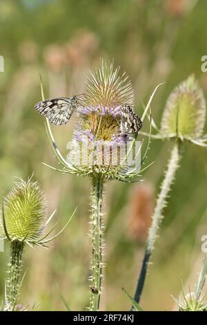Wilde Karde (Dipsacus fullonum), Schachbrettfalter (Melanardia galathea) Banque D'Images